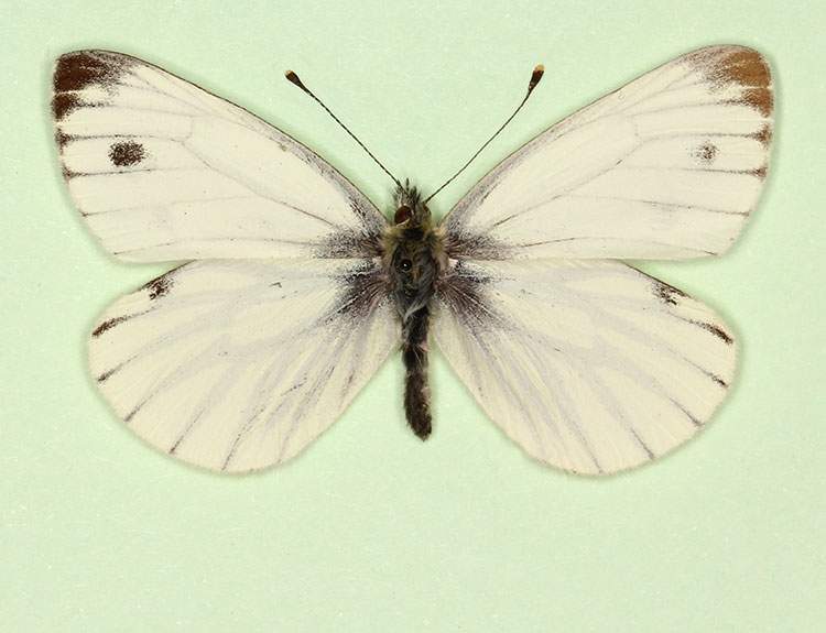Pieris napi male (aberrant form antidexfuscosignata) (Internet Image property of respective owner, non-commercial use only)
